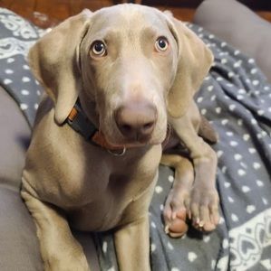 Meet your Posher, Paul